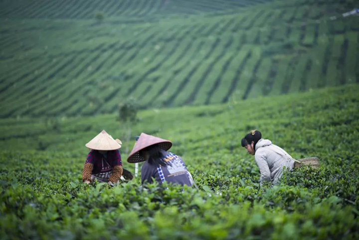 如何保存茶葉才干凈？ 康瑞生物教你這樣做